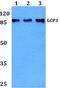 Tubulin Gamma Complex Associated Protein 3 antibody, PA5-37451, Invitrogen Antibodies, Western Blot image 