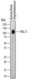 Leucine Rich Repeat Containing 4B antibody, MAB69191, R&D Systems, Western Blot image 