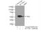 RuvB Like AAA ATPase 1 antibody, 10210-2-AP, Proteintech Group, Immunoprecipitation image 