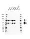 PC4 and SFRS1-interacting protein antibody, VMA00638, Bio-Rad (formerly AbD Serotec) , Western Blot image 