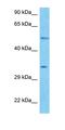 Phospholipase B Domain Containing 1 antibody, orb327401, Biorbyt, Western Blot image 