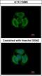 Tropomodulin 3 antibody, GTX115885, GeneTex, Immunofluorescence image 