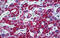 Carbamoyl-Phosphate Synthase 1 antibody, MBS246349, MyBioSource, Immunohistochemistry frozen image 