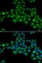 Cytoglobin antibody, LS-C334749, Lifespan Biosciences, Immunofluorescence image 