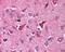 Toll Like Receptor Adaptor Molecule 2 antibody, 49-585, ProSci, Immunohistochemistry frozen image 