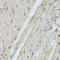 S-Phase Kinase Associated Protein 1 antibody, A00476-3, Boster Biological Technology, Immunohistochemistry frozen image 
