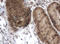 Zinc Finger Imprinted 2 antibody, LS-C172437, Lifespan Biosciences, Immunohistochemistry frozen image 