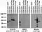 Chromodomain Y-Linked 1B antibody, 75-202, Antibodies Incorporated, Western Blot image 