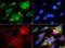 Heat Shock Protein Family D (Hsp60) Member 1 antibody, NBP1-77396, Novus Biologicals, Immunofluorescence image 