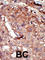 Bromodomain Containing 2 antibody, abx033841, Abbexa, Western Blot image 