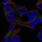 GTPase Activating Rap/RanGAP Domain Like 3 antibody, NBP2-68990, Novus Biologicals, Immunofluorescence image 