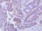 CG1458 antibody, PA5-31955, Invitrogen Antibodies, Immunohistochemistry paraffin image 