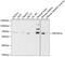Protein Phosphatase 2 Scaffold Subunit Aalpha antibody, 19-864, ProSci, Western Blot image 