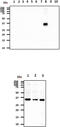 Cathepsin S antibody, MBS200282, MyBioSource, Western Blot image 