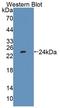 Protein tyrosine phosphatase type IVA 1 antibody, LS-C687964, Lifespan Biosciences, Western Blot image 