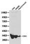 Cyclin Dependent Kinase 1 antibody, LS-C192651, Lifespan Biosciences, Western Blot image 
