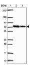 Glutamate Decarboxylase 1 antibody, NBP2-34113, Novus Biologicals, Western Blot image 