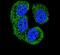 Nemo Like Kinase antibody, PA5-25953, Invitrogen Antibodies, Immunofluorescence image 