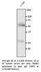 Human IgG antibody, AB0147-200, SICGEN, Western Blot image 