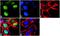 Orthodenticle Homeobox 2 antibody, 710981, Invitrogen Antibodies, Immunofluorescence image 