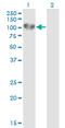 UV Radiation Resistance Associated antibody, LS-C198419, Lifespan Biosciences, Western Blot image 