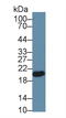 Glutathione Peroxidase 4 antibody, LS-C294245, Lifespan Biosciences, Western Blot image 