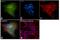 Ubiquitin C-Terminal Hydrolase L1 antibody, MA1-46079, Invitrogen Antibodies, Immunofluorescence image 