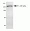 Multiple PDZ Domain Crumbs Cell Polarity Complex Component antibody, 42-2700, Invitrogen Antibodies, Western Blot image 