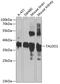 Transaldolase 1 antibody, GTX65820, GeneTex, Western Blot image 