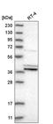 Prostaglandin E Synthase 2 antibody, HPA020733, Atlas Antibodies, Western Blot image 