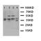 BUB3 Mitotic Checkpoint Protein antibody, LS-C312796, Lifespan Biosciences, Western Blot image 