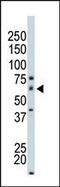 P21 (RAC1) Activated Kinase 4 antibody, PA5-15120, Invitrogen Antibodies, Western Blot image 