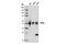 TEA Domain Transcription Factor 1 antibody, 12292S, Cell Signaling Technology, Western Blot image 