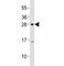 Oligodendrocyte Transcription Factor 3 antibody, F52923-0.4ML, NSJ Bioreagents, Western Blot image 