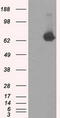 Tubulin Tyrosine Ligase Like 12 antibody, CF500777, Origene, Western Blot image 