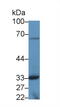 Torsin Family 3 Member A antibody, MBS2006102, MyBioSource, Western Blot image 