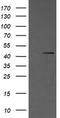 MEK1/2 antibody, TA506108S, Origene, Western Blot image 