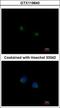 Alpha-1,3-Mannosyl-Glycoprotein 4-Beta-N-Acetylglucosaminyltransferase A antibody, GTX119640, GeneTex, Immunofluorescence image 