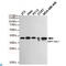 Protein Kinase AMP-Activated Non-Catalytic Subunit Beta 1 antibody, LS-C814091, Lifespan Biosciences, Western Blot image 