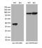 DnaJ Heat Shock Protein Family (Hsp40) Member B4 antibody, M06835, Boster Biological Technology, Western Blot image 