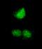 REST corepressor 3 antibody, A301-273A, Bethyl Labs, Immunocytochemistry image 