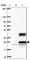 Secretory Carrier Membrane Protein 4 antibody, HPA043284, Atlas Antibodies, Western Blot image 