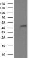 Ring Finger Protein 39 antibody, TA505914S, Origene, Western Blot image 