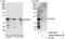 Zinc finger protein 64 antibody, NBP1-78187, Novus Biologicals, Western Blot image 