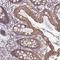 Pyroglutamylated RFamide Peptide antibody, NBP1-94144, Novus Biologicals, Immunohistochemistry paraffin image 