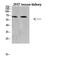 TNF Receptor Superfamily Member 11a antibody, STJ98715, St John