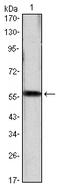 Cyclin D1 antibody, AM06463SU-N, Origene, Western Blot image 