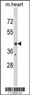 Early Growth Response 3 antibody, 62-456, ProSci, Western Blot image 