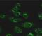 Cysteine protease ATG4D antibody, 23003, QED Bioscience, Immunofluorescence image 