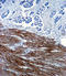 Actin Alpha 1, Skeletal Muscle antibody, LS-C155982, Lifespan Biosciences, Immunohistochemistry paraffin image 